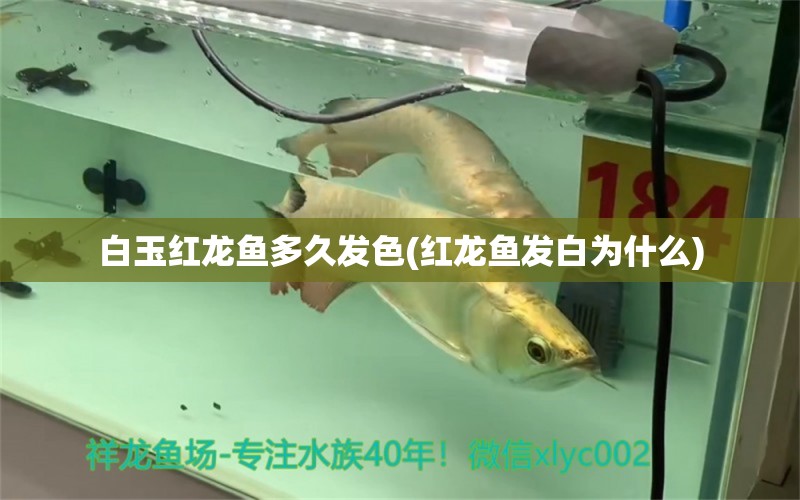 白玉红龙鱼多久发色(红龙鱼发白为什么) 白玉红龙鱼