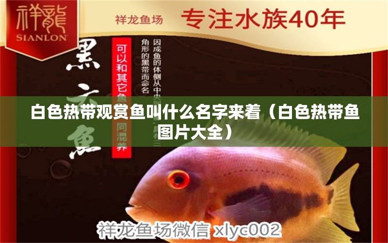 白色热带观赏鱼叫什么名字来着（白色热带鱼图片大全） 广州观赏鱼批发市场