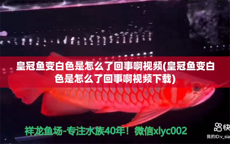 皇冠鱼变白色是怎么了回事啊视频(皇冠鱼变白色是怎么了回事啊视频下载) 红勾银版鱼