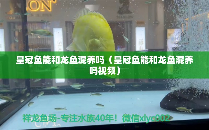 皇冠鱼能和龙鱼混养吗（皇冠鱼能和龙鱼混养吗视频） 祥龙水族医院