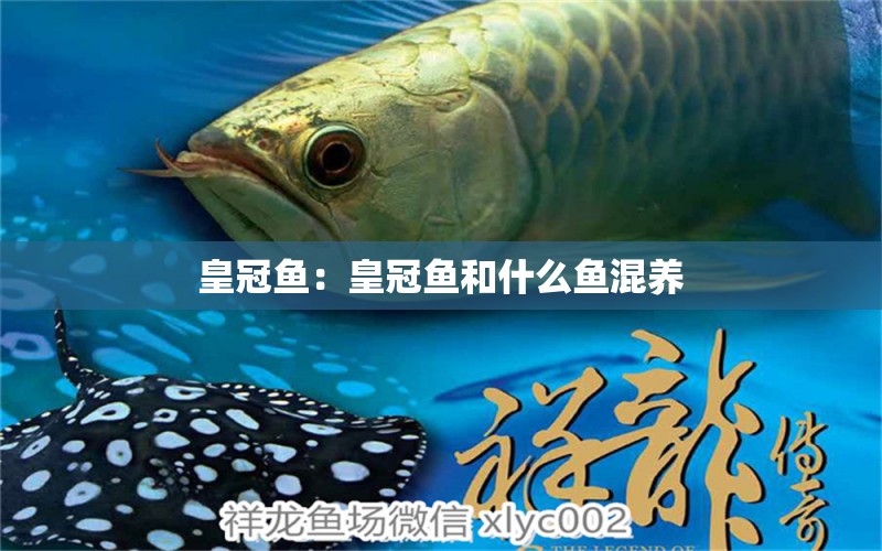 皇冠鱼：皇冠鱼和什么鱼混养 观赏鱼