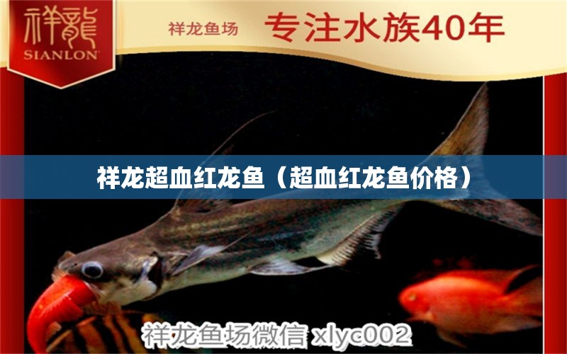 祥龙超血红龙鱼（超血红龙鱼价格） 超血红龙鱼