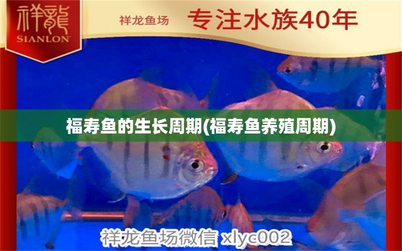 福寿鱼的生长周期(福寿鱼养殖周期) 二氧化碳设备