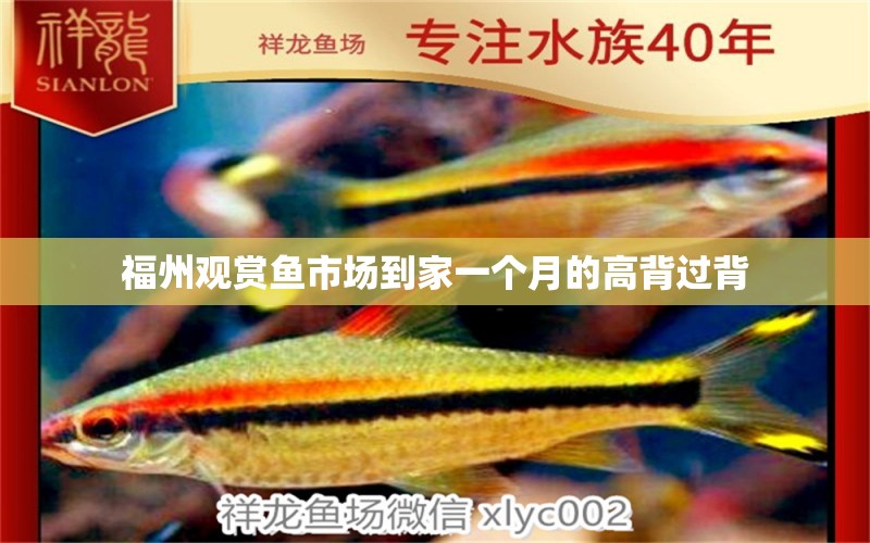 福州观赏鱼市场到家一个月的高背过背 观赏鱼市场（混养鱼）