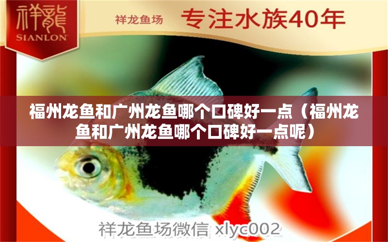 福州龙鱼和广州龙鱼哪个口碑好一点（福州龙鱼和广州龙鱼哪个口碑好一点呢）