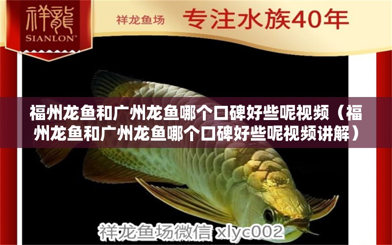 福州龙鱼和广州龙鱼哪个口碑好些呢视频（福州龙鱼和广州龙鱼哪个口碑好些呢视频讲解）