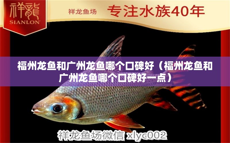 福州龙鱼和广州龙鱼哪个口碑好（福州龙鱼和广州龙鱼哪个口碑好一点）