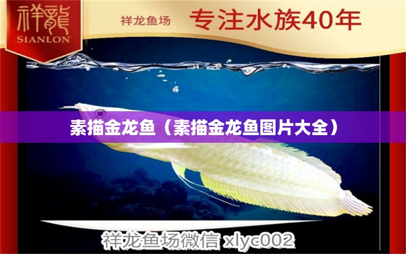 素描金龙鱼（素描金龙鱼图片大全） 广州龙鱼批发市场