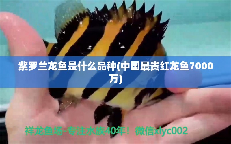 紫罗兰龙鱼是什么品种(中国最贵红龙鱼7000万) 观赏鱼百科