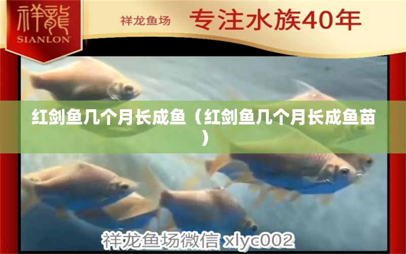 红剑鱼几个月长成鱼（红剑鱼几个月长成鱼苗） 广州龙鱼批发市场