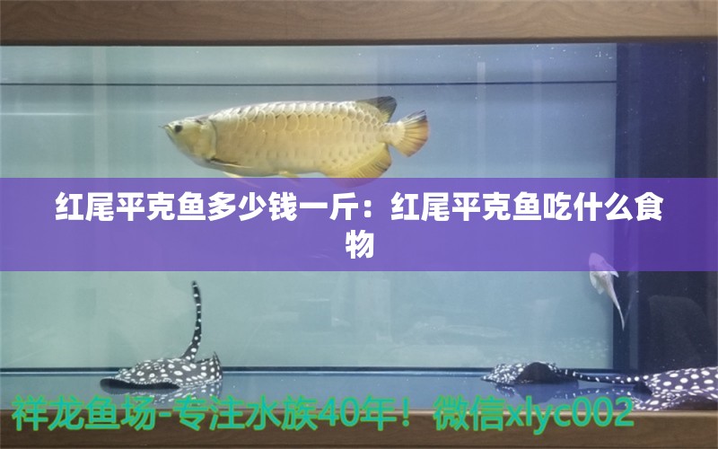 红尾平克鱼多少钱一斤：红尾平克鱼吃什么食物
