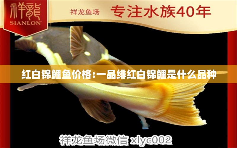红白锦鲤鱼价格:一品绯红白锦鲤是什么品种 红白锦鲤鱼