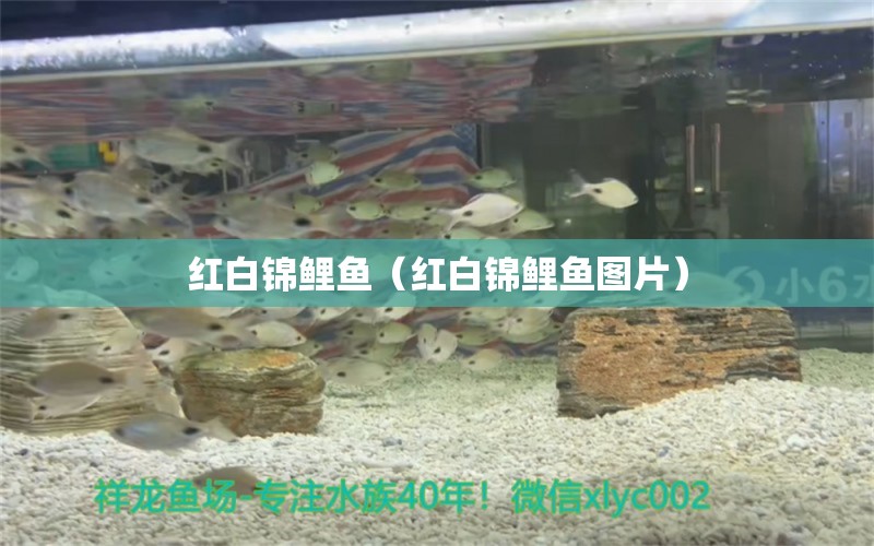 红白锦鲤鱼（红白锦鲤鱼图片）
