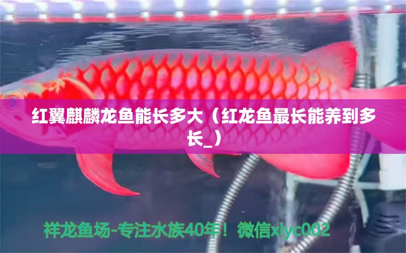 红翼麒麟龙鱼能长多大（红龙鱼最长能养到多长_）