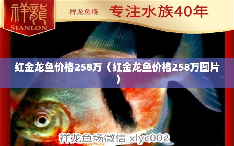 红金龙鱼价格258万（红金龙鱼价格258万图片）