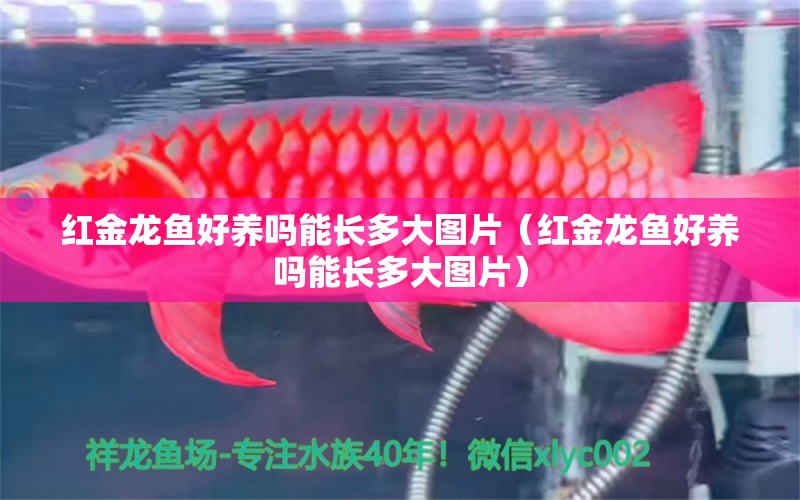 红金龙鱼好养吗能长多大图片（红金龙鱼好养吗能长多大图片） 天王红龙