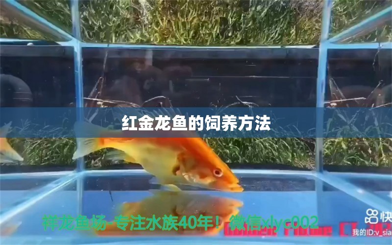 红金龙鱼的饲养方法