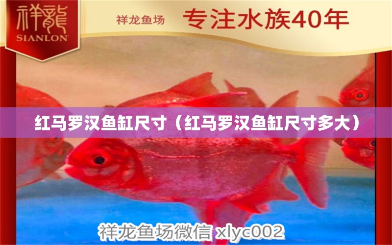 红马罗汉鱼缸尺寸（红马罗汉鱼缸尺寸多大）
