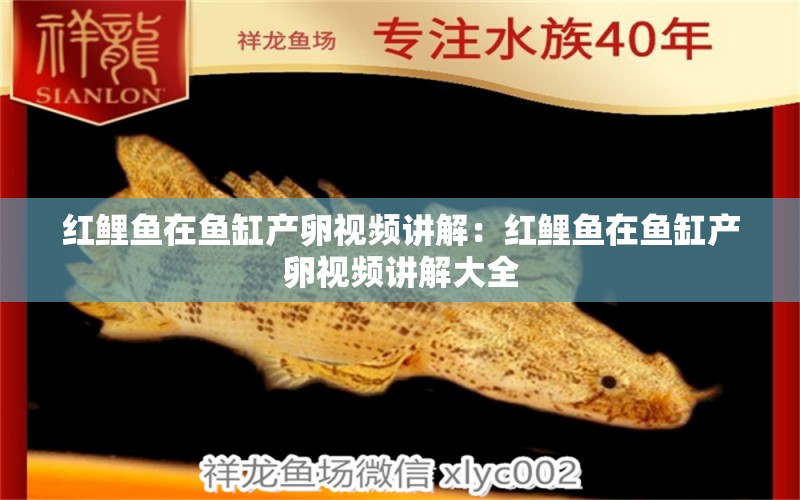 红鲤鱼在鱼缸产卵视频讲解：红鲤鱼在鱼缸产卵视频讲解大全 广州水族批发市场