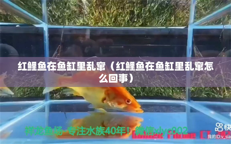 红鲤鱼在鱼缸里乱窜（红鲤鱼在鱼缸里乱窜怎么回事）