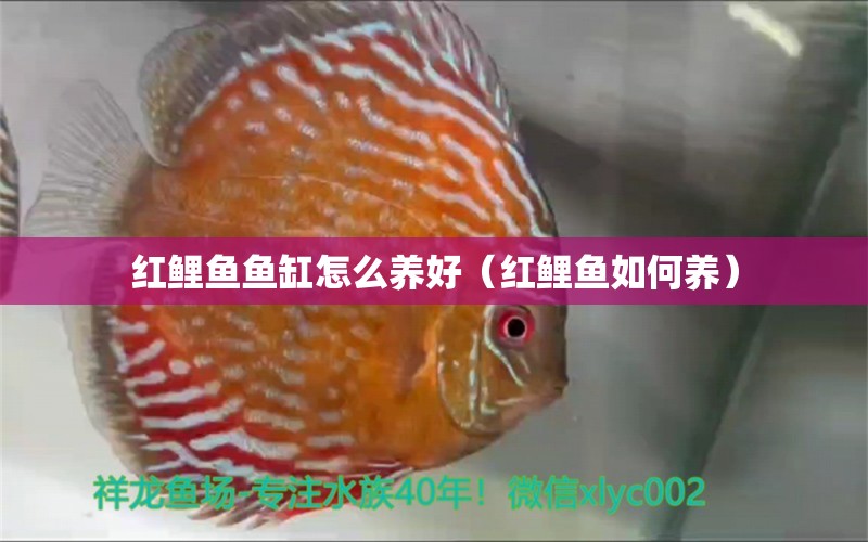 红鲤鱼鱼缸怎么养好（红鲤鱼如何养） 水族用品
