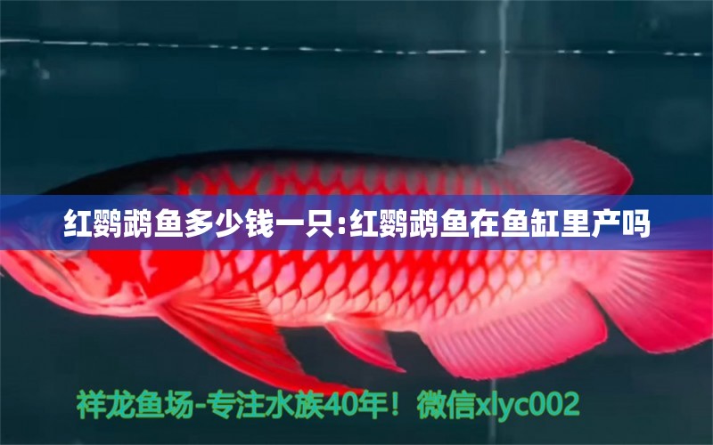 红鹦鹉鱼多少钱一只:红鹦鹉鱼在鱼缸里产吗 鹦鹉鱼