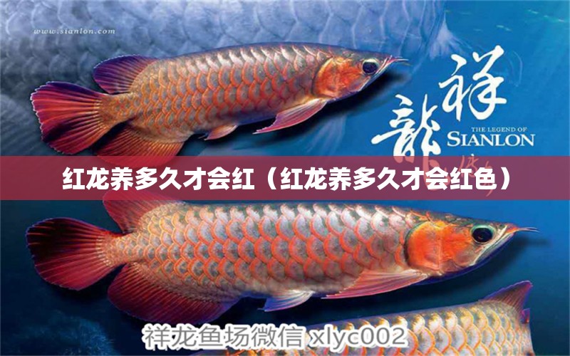 红龙养多久才会红（红龙养多久才会红色） 红龙鱼鱼粮饲料