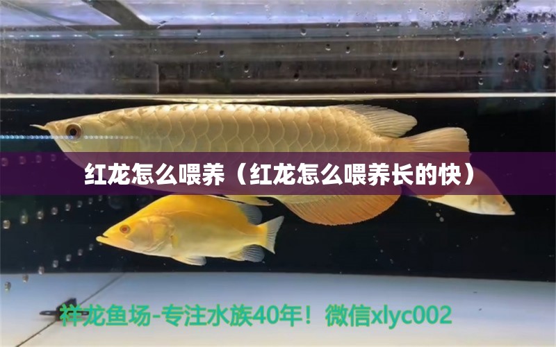 红龙怎么喂养（红龙怎么喂养长的快） 广州龙鱼批发市场