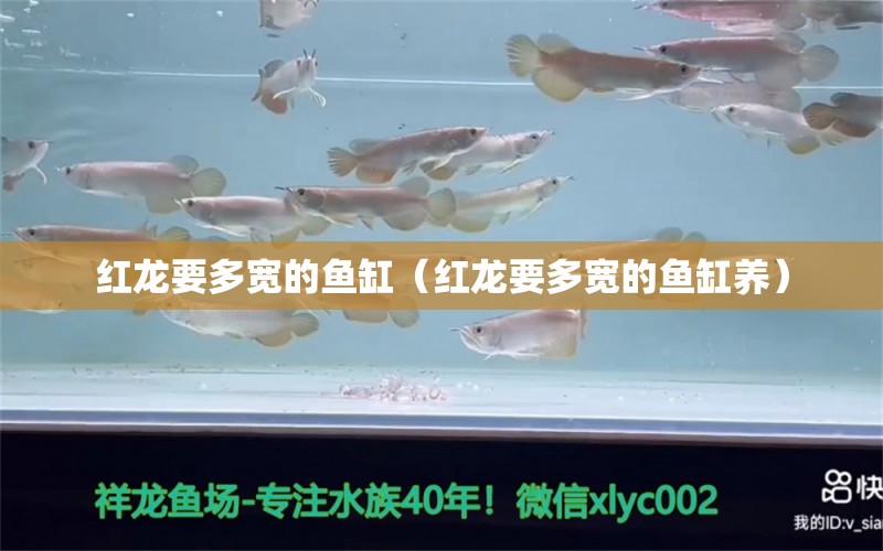 红龙要多宽的鱼缸（红龙要多宽的鱼缸养） 广州龙鱼批发市场