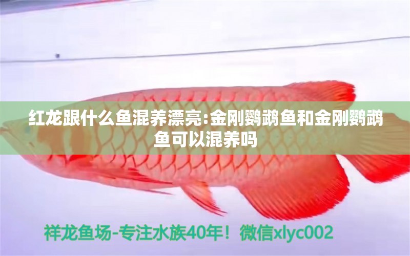 红龙跟什么鱼混养漂亮:金刚鹦鹉鱼和金刚鹦鹉鱼可以混养吗
