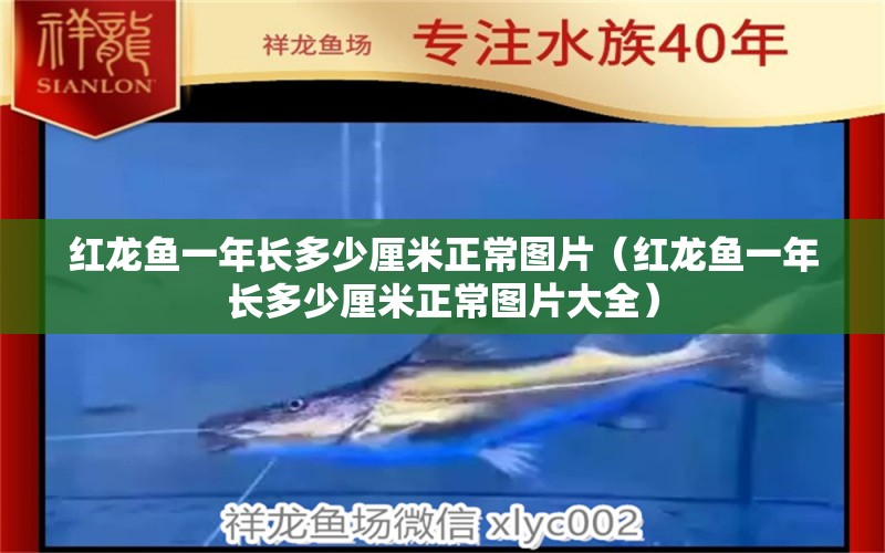 红龙鱼一年长多少厘米正常图片（红龙鱼一年长多少厘米正常图片大全）