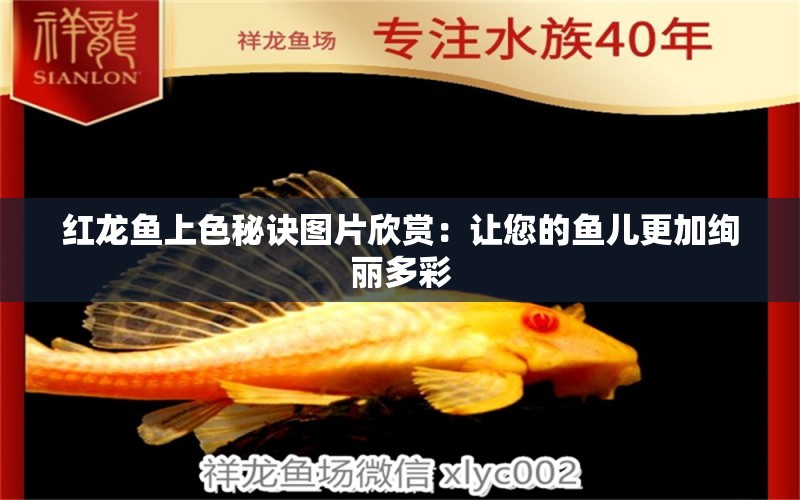 红龙鱼上色秘诀图片欣赏：让您的鱼儿更加绚丽多彩