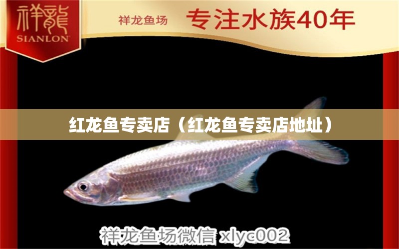 红龙鱼专卖店（红龙鱼专卖店地址） 网上购买观赏鱼