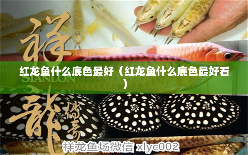 红龙鱼什么底色最好（红龙鱼什么底色最好看） 广州龙鱼批发市场