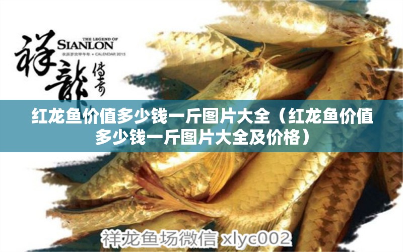 红龙鱼价值多少钱一斤图片大全（红龙鱼价值多少钱一斤图片大全及价格） 龙鱼百科