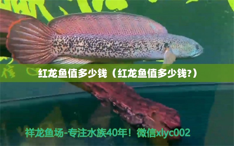 红龙鱼值多少钱（红龙鱼值多少钱?） 网上购买观赏鱼