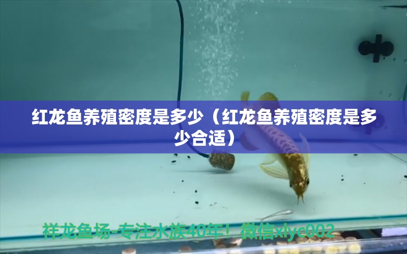 红龙鱼养殖密度是多少（红龙鱼养殖密度是多少合适） 龙鱼百科