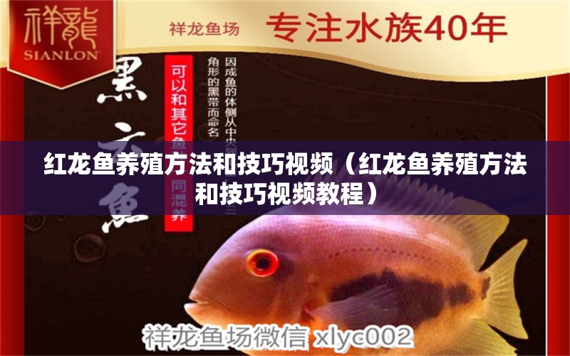 红龙鱼养殖方法和技巧视频（红龙鱼养殖方法和技巧视频教程） 龙鱼百科