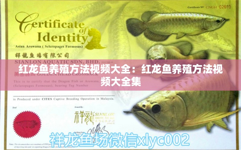 红龙鱼养殖方法视频大全：红龙鱼养殖方法视频大全集 观赏鱼市场（混养鱼）