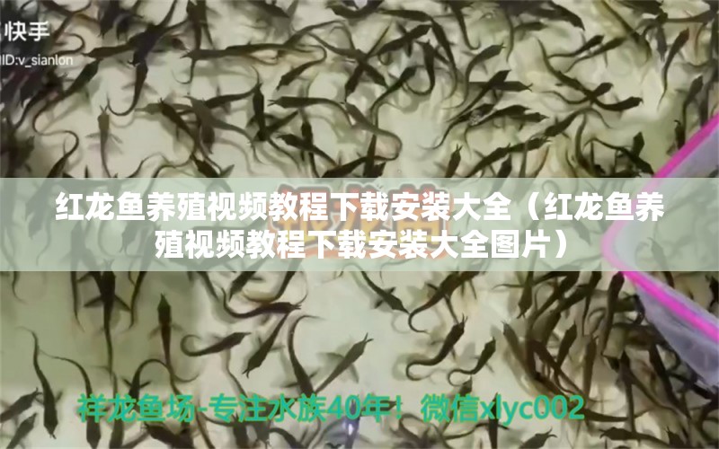 红龙鱼养殖视频教程下载安装大全（红龙鱼养殖视频教程下载安装大全图片）