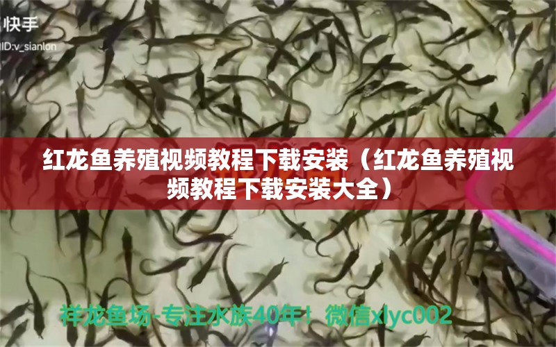 红龙鱼养殖视频教程下载安装（红龙鱼养殖视频教程下载安装大全）