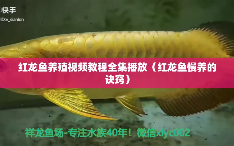 红龙鱼养殖视频教程全集播放（红龙鱼慢养的诀窍）