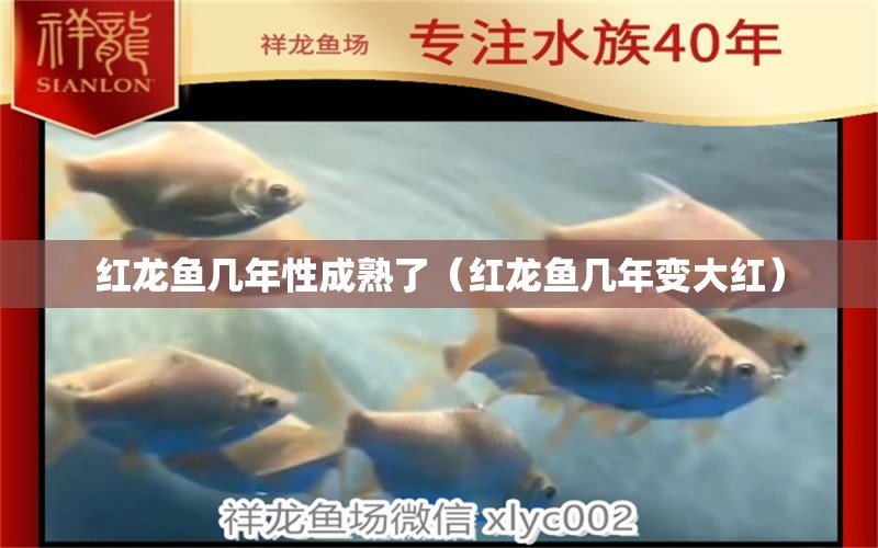 红龙鱼几年性成熟了（红龙鱼几年变大红） 银龙鱼苗