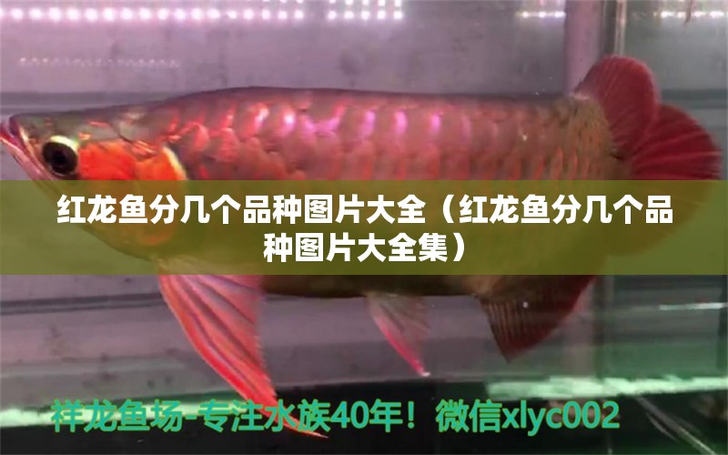 红龙鱼分几个品种图片大全（红龙鱼分几个品种图片大全集） 龙鱼百科