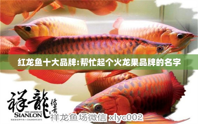 红龙鱼十大品牌:帮忙起个火龙果品牌的名字 龙鱼百科