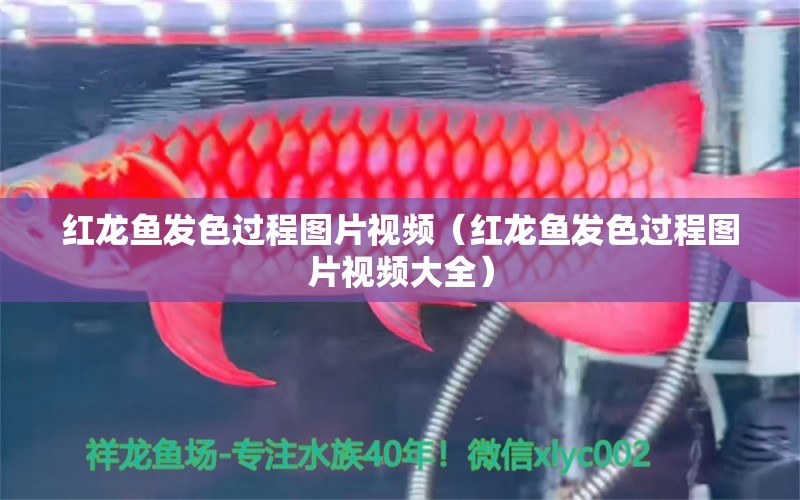 红龙鱼发色过程图片视频（红龙鱼发色过程图片视频大全）