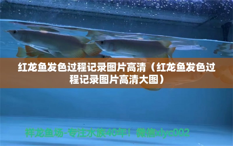 红龙鱼发色过程记录图片高清（红龙鱼发色过程记录图片高清大图）