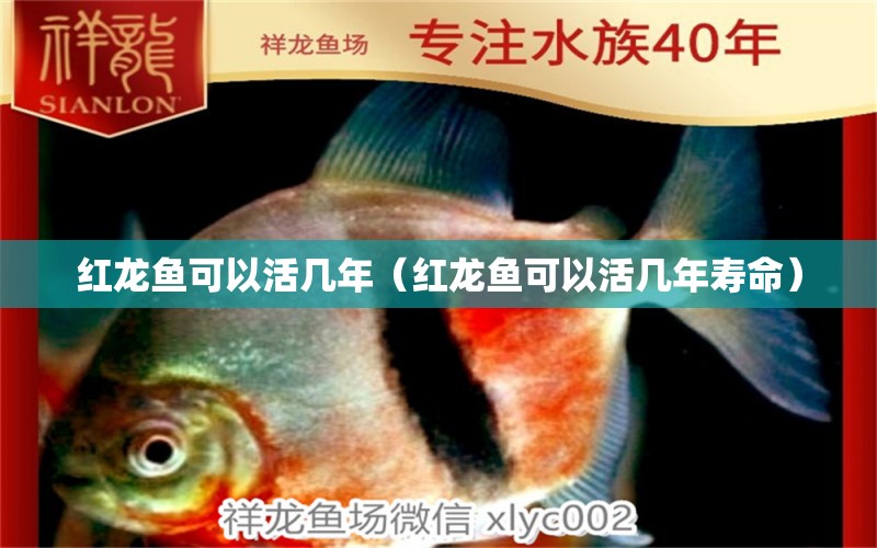 红龙鱼可以活几年（红龙鱼可以活几年寿命） 印尼红龙鱼