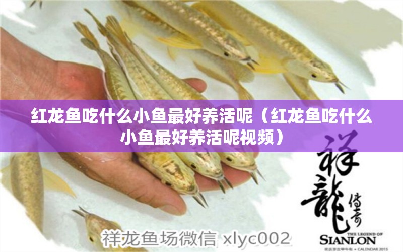 红龙鱼吃什么小鱼最好养活呢（红龙鱼吃什么小鱼最好养活呢视频）