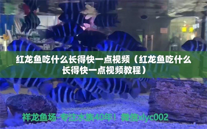 红龙鱼吃什么长得快一点视频（红龙鱼吃什么长得快一点视频教程） 红龙鱼鱼粮饲料